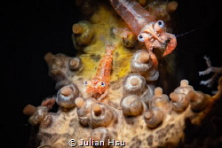 Basket star shrimp by Julian Hsu 